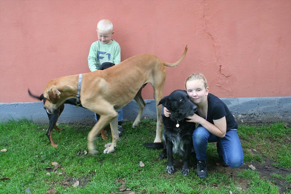 Grand danois zeus billede 8