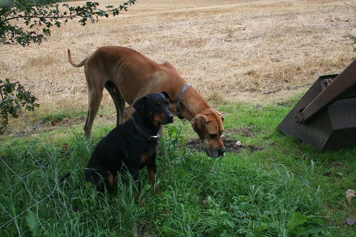 Grand danois zeus billede 9