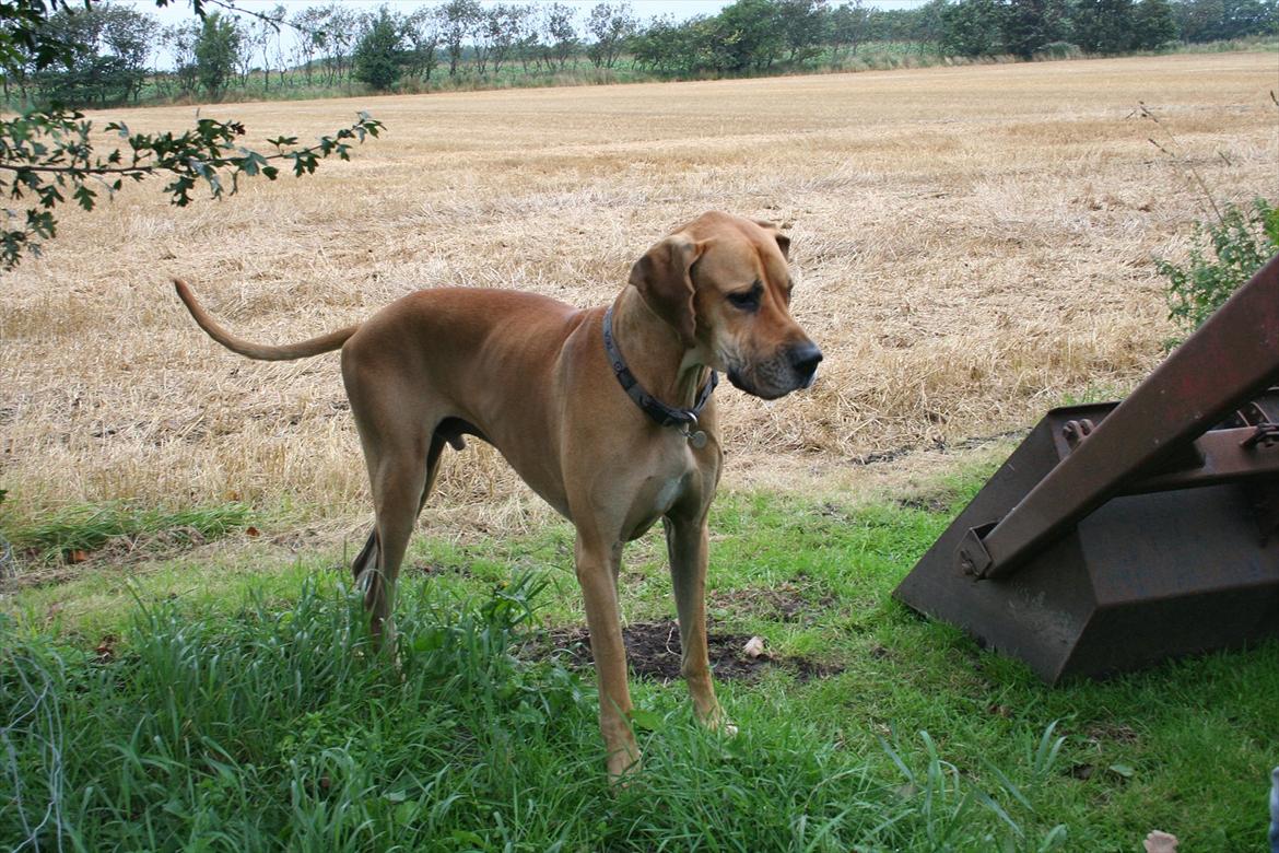 Grand danois zeus billede 10