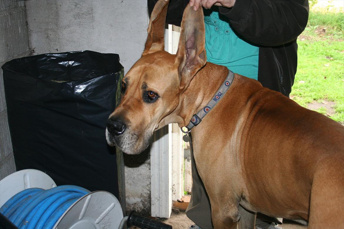 Grand danois zeus billede 11