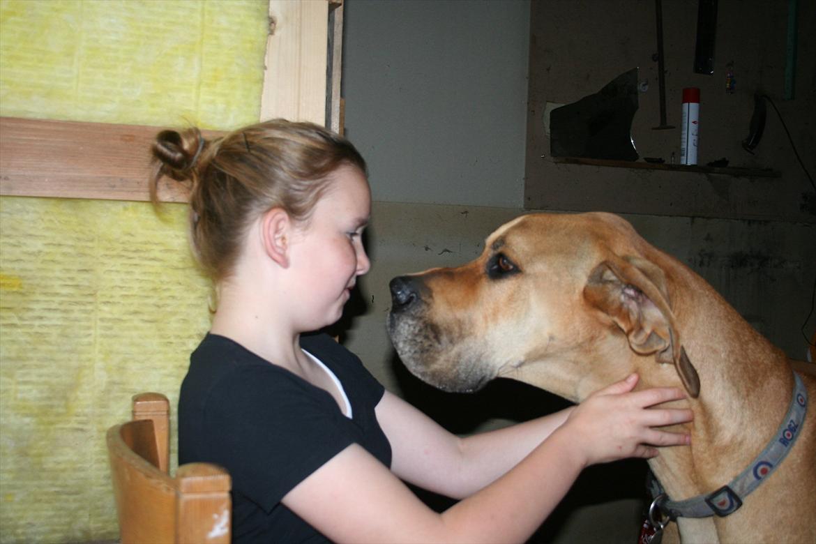 Grand danois zeus billede 12