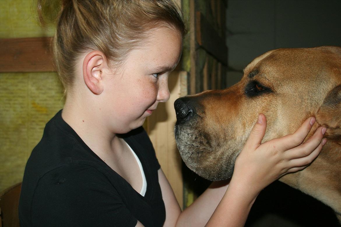 Grand danois zeus billede 13