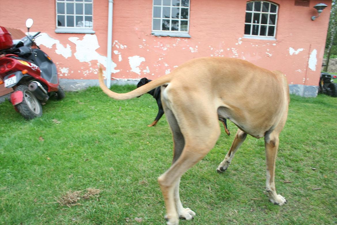 Grand danois zeus billede 14