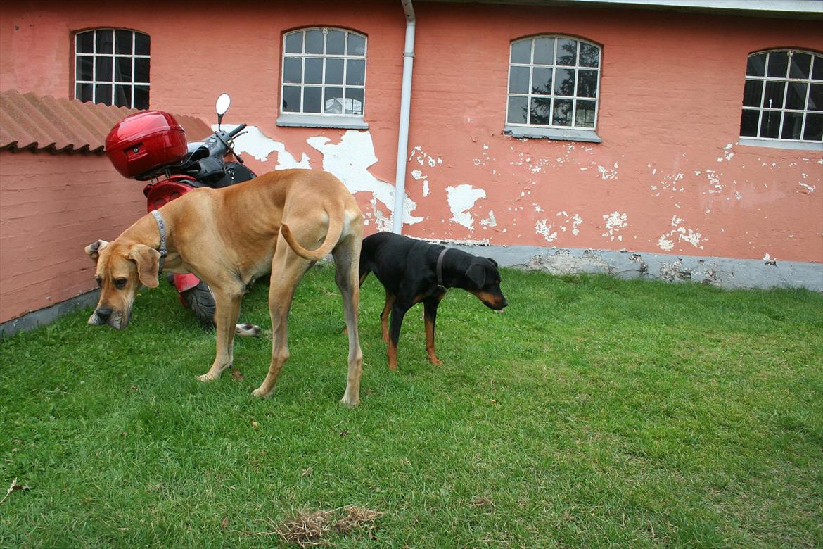 Grand danois zeus billede 15