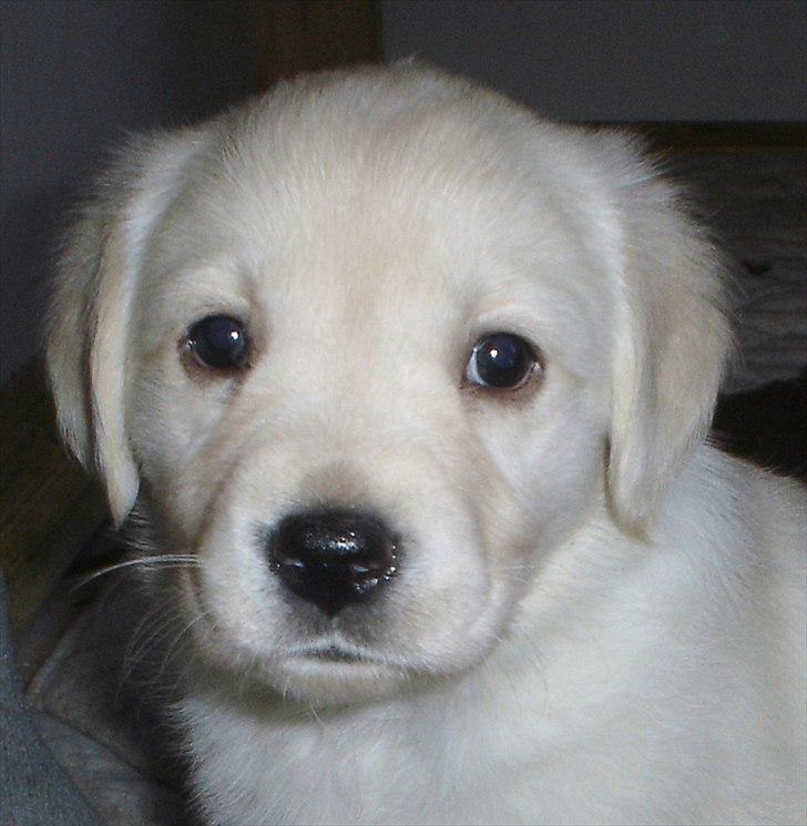 Blanding af racer †Puk† - mig så cute :D<3  billede 5