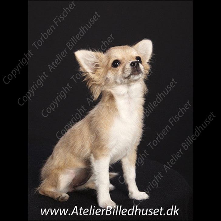 Chihuahua Chi Chi - velkommen til ChiChi's profil, smid gerne en kommentar og en stemme :) billede 1