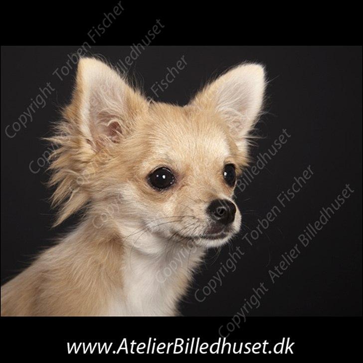 Chihuahua Chi Chi billede 4