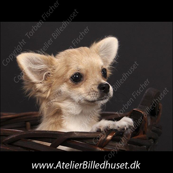 Chihuahua Chi Chi billede 8
