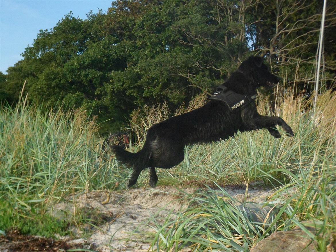 Blanding af racer Debbie billede 13