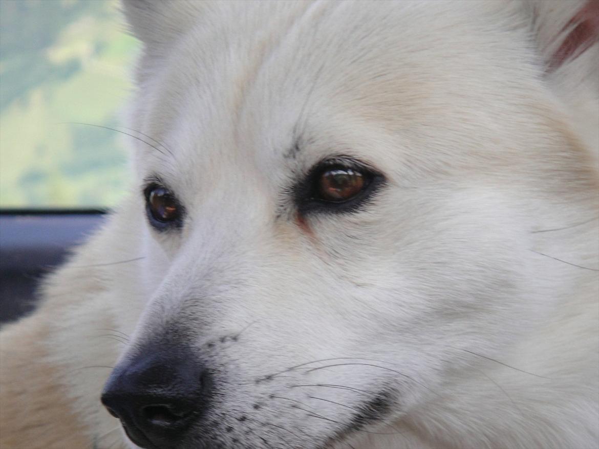 Norsk buhund Rufus - Rufus billede 1