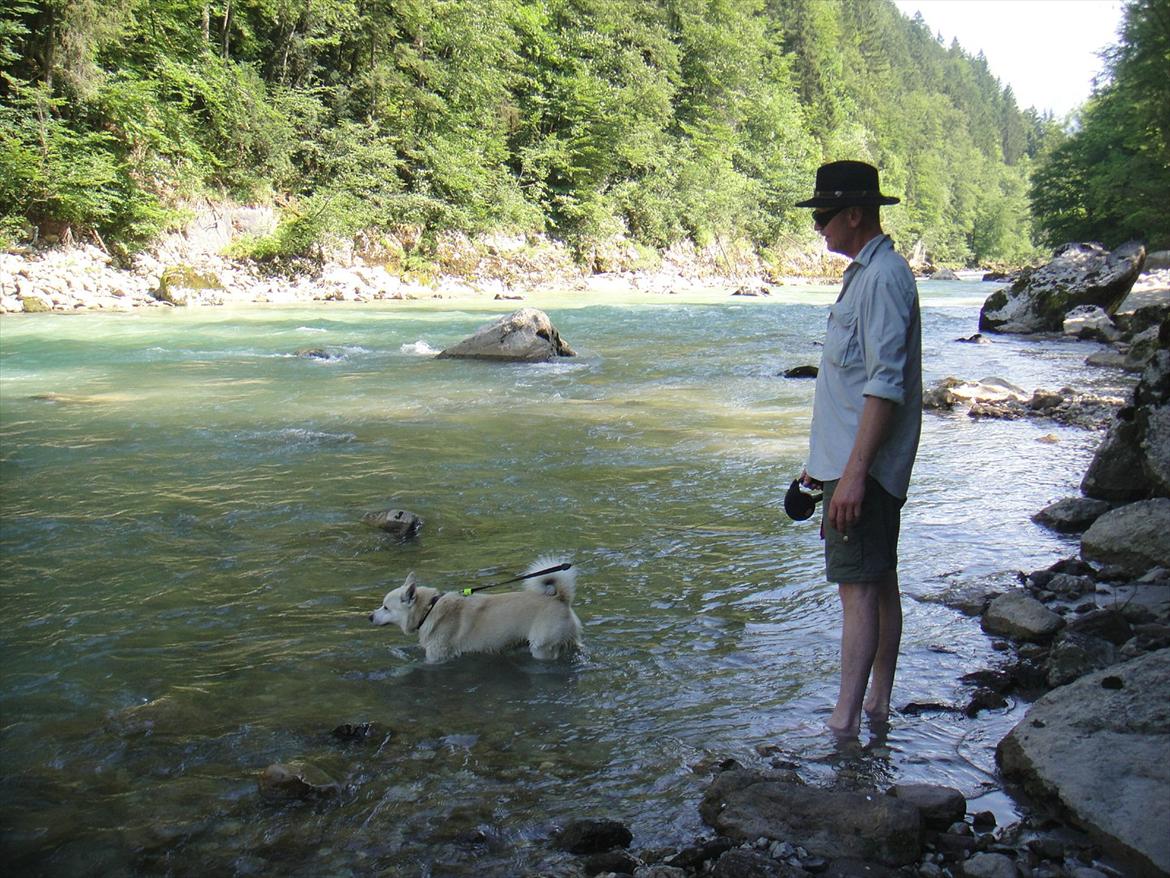 Norsk buhund Rufus - Rufus - vandretur i Østrig  billede 2