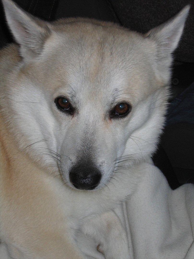 Norsk buhund Rufus - Rufus træt efter en god og aktiv dag billede 4