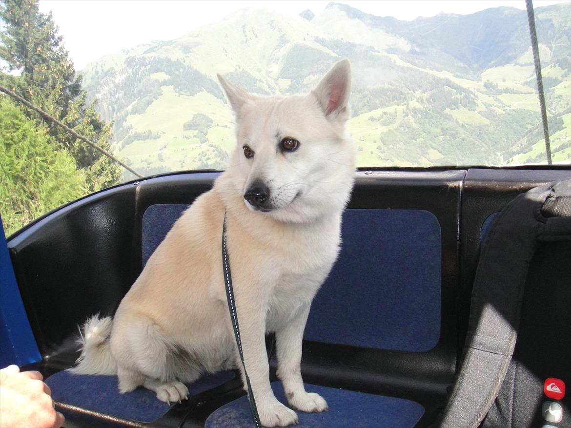 Norsk buhund Rufus - Rufus  billede 5