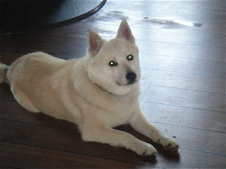 Norsk buhund Rufus billede 6