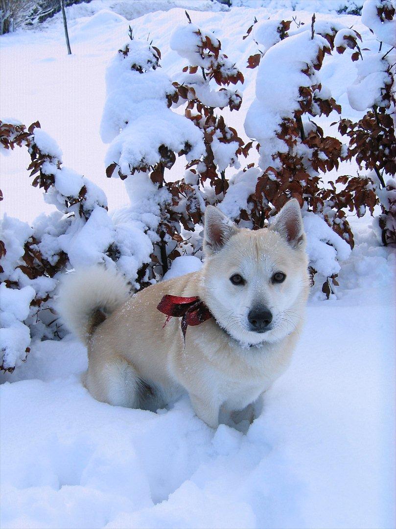 Norsk buhund Rufus - Rufus med julesløjfe i sneen billede 7