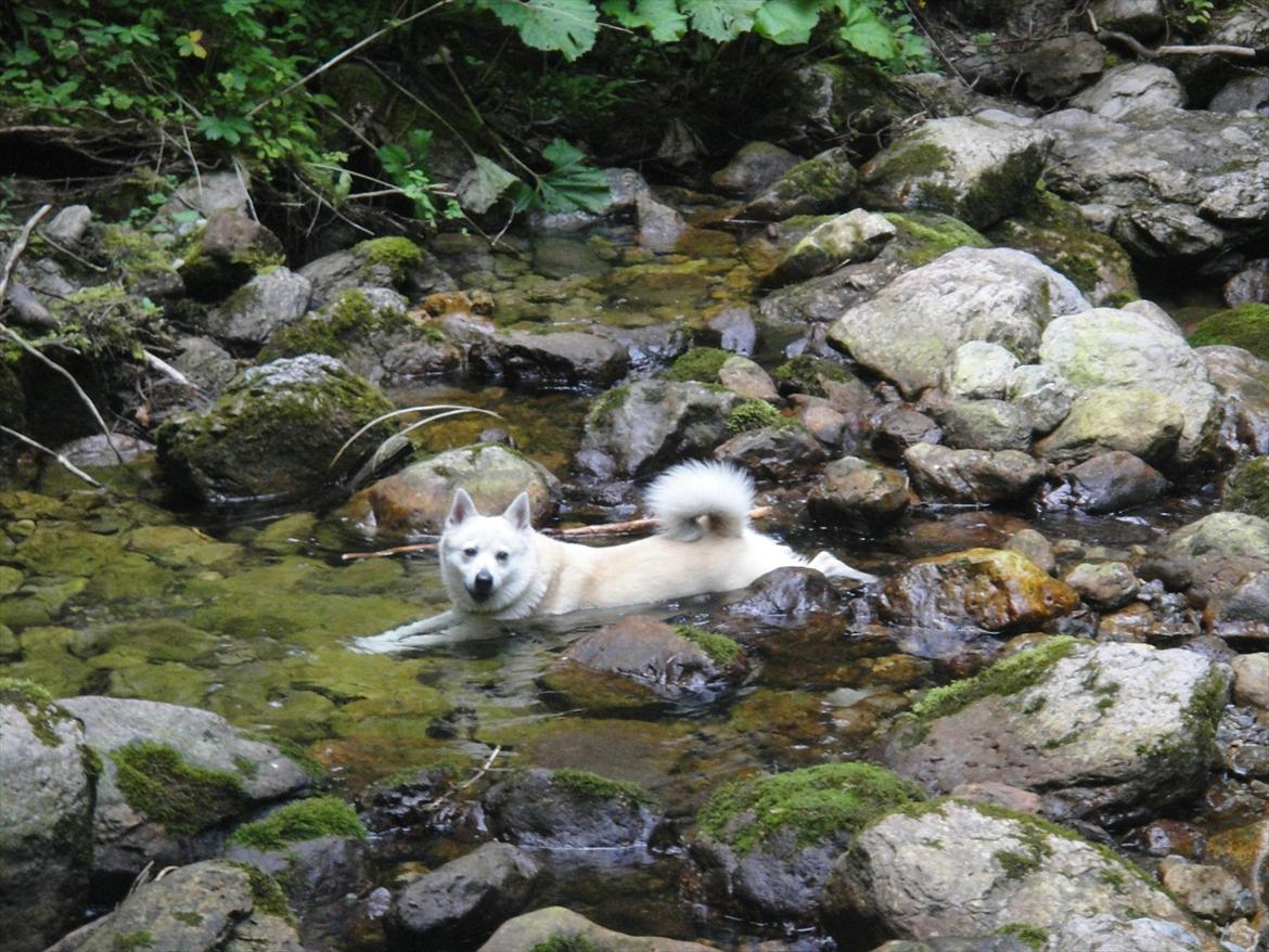 Norsk buhund Rufus - Østrig 2011 - et afkølende bad efter en hektisk bjergvandring billede 8