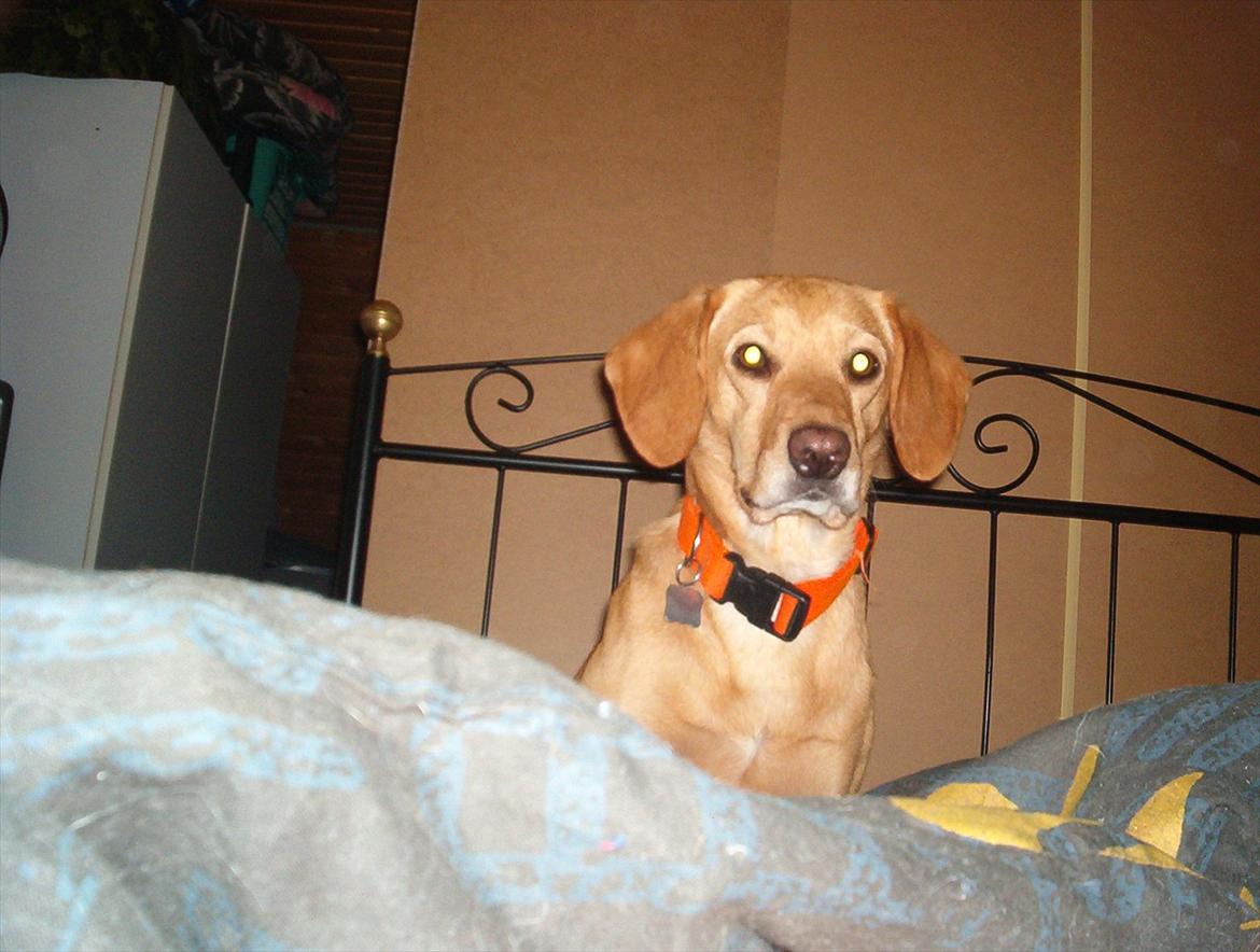 Blanding af racer Futte ( Odie) billede 1