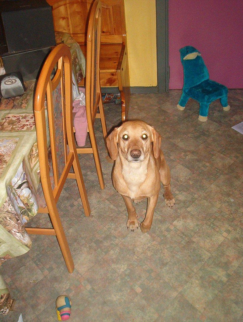 Blanding af racer Futte ( Odie) billede 2