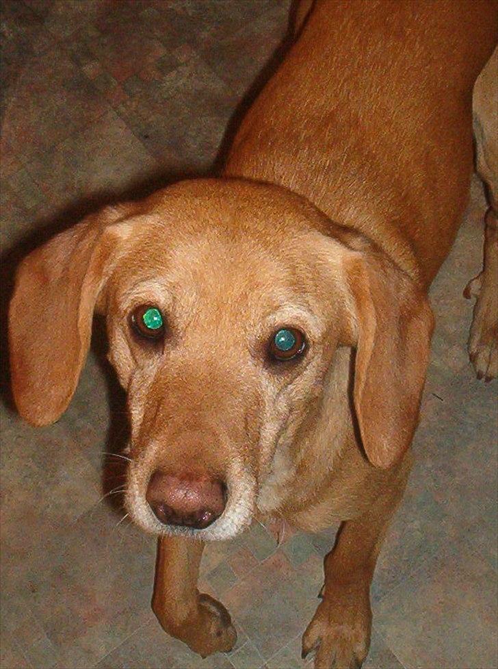 Blanding af racer Futte ( Odie) billede 3