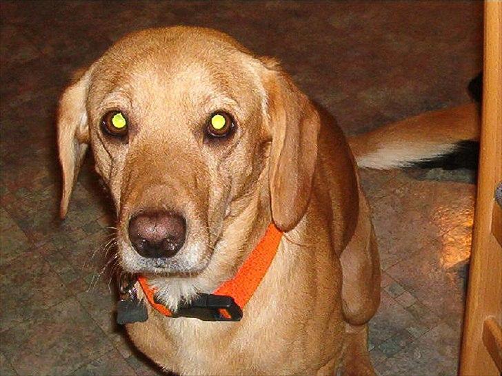 Blanding af racer Futte ( Odie) billede 5