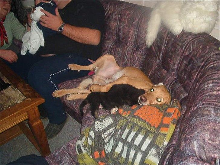 Blanding af racer Futte ( Odie) billede 6