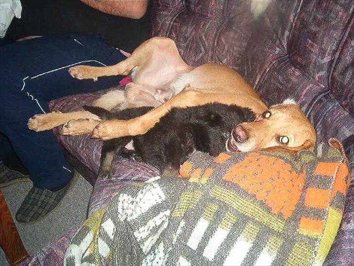 Blanding af racer Futte ( Odie) billede 7