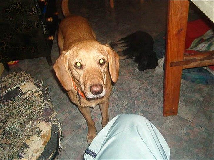 Blanding af racer Futte ( Odie) billede 8