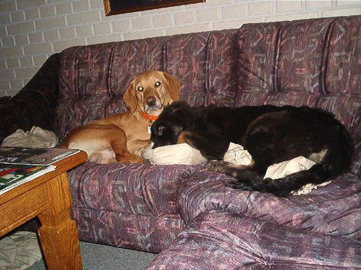 Blanding af racer Futte ( Odie) billede 9