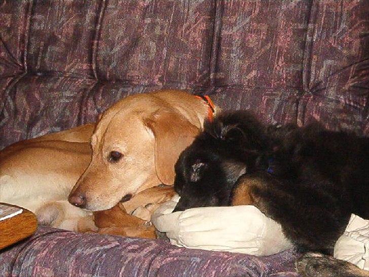 Blanding af racer Futte ( Odie) billede 10