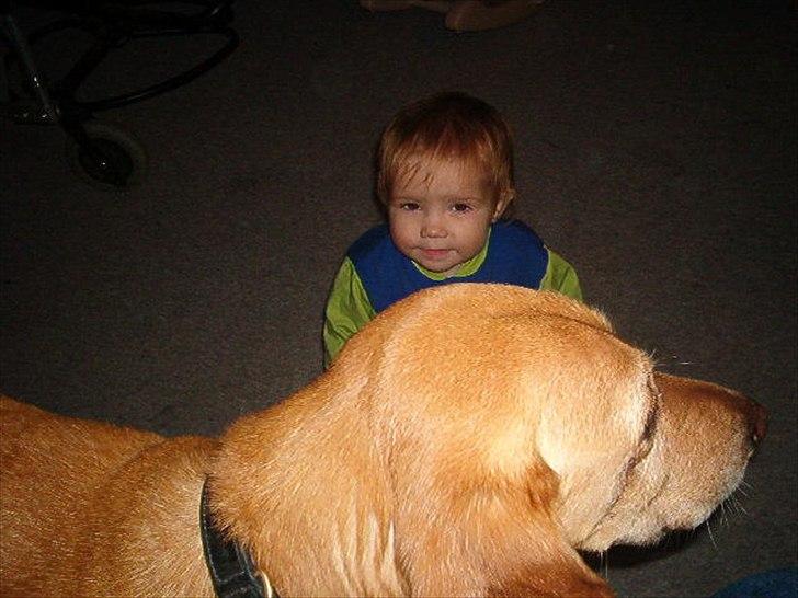 Blanding af racer Futte ( Odie) billede 11