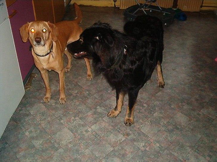 Blanding af racer Futte ( Odie) billede 12