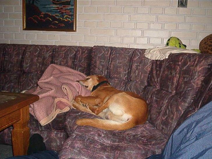 Blanding af racer Futte ( Odie) billede 13