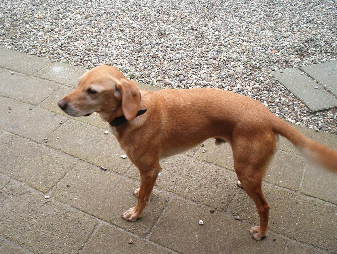 Blanding af racer Futte ( Odie) billede 14