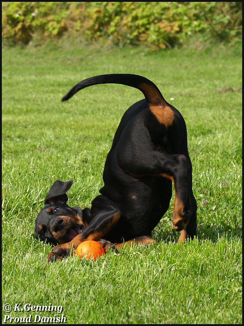 Dobermann Qui Terret Absinthe billede 11