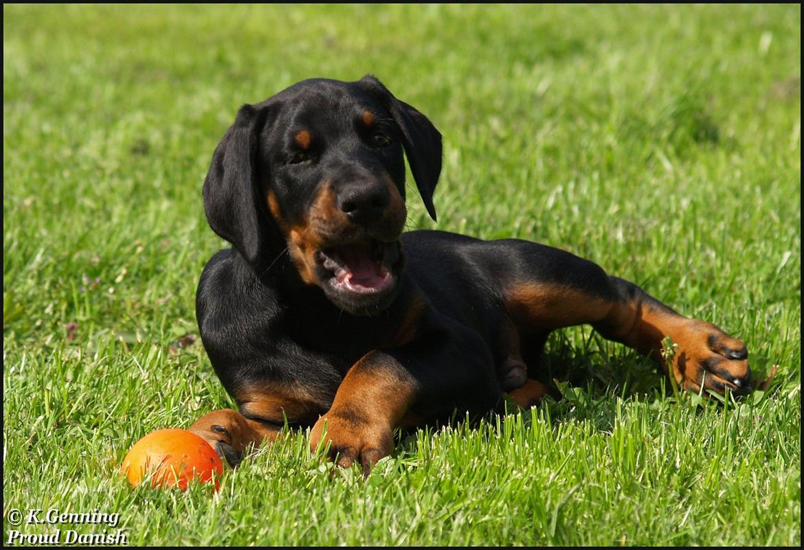 Dobermann Qui Terret Absinthe billede 12