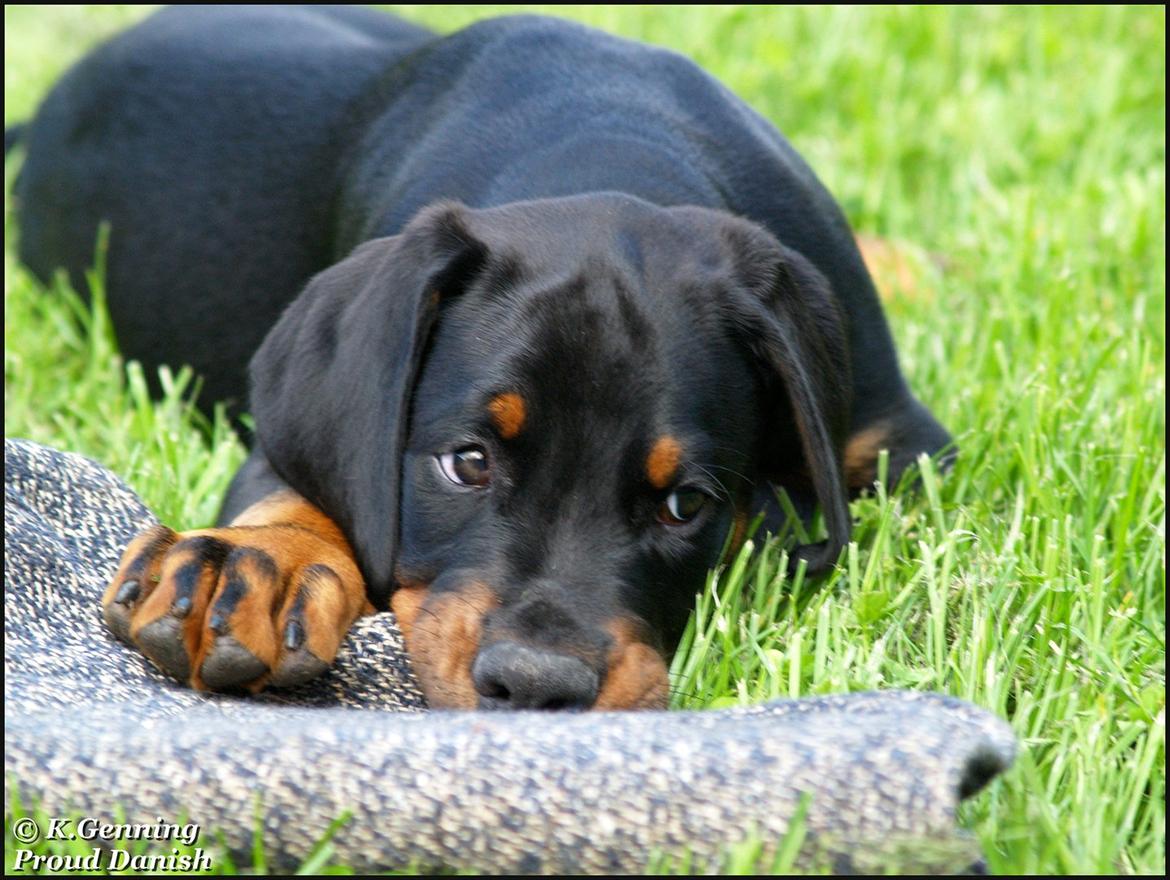Dobermann Qui Terret Absinthe billede 13