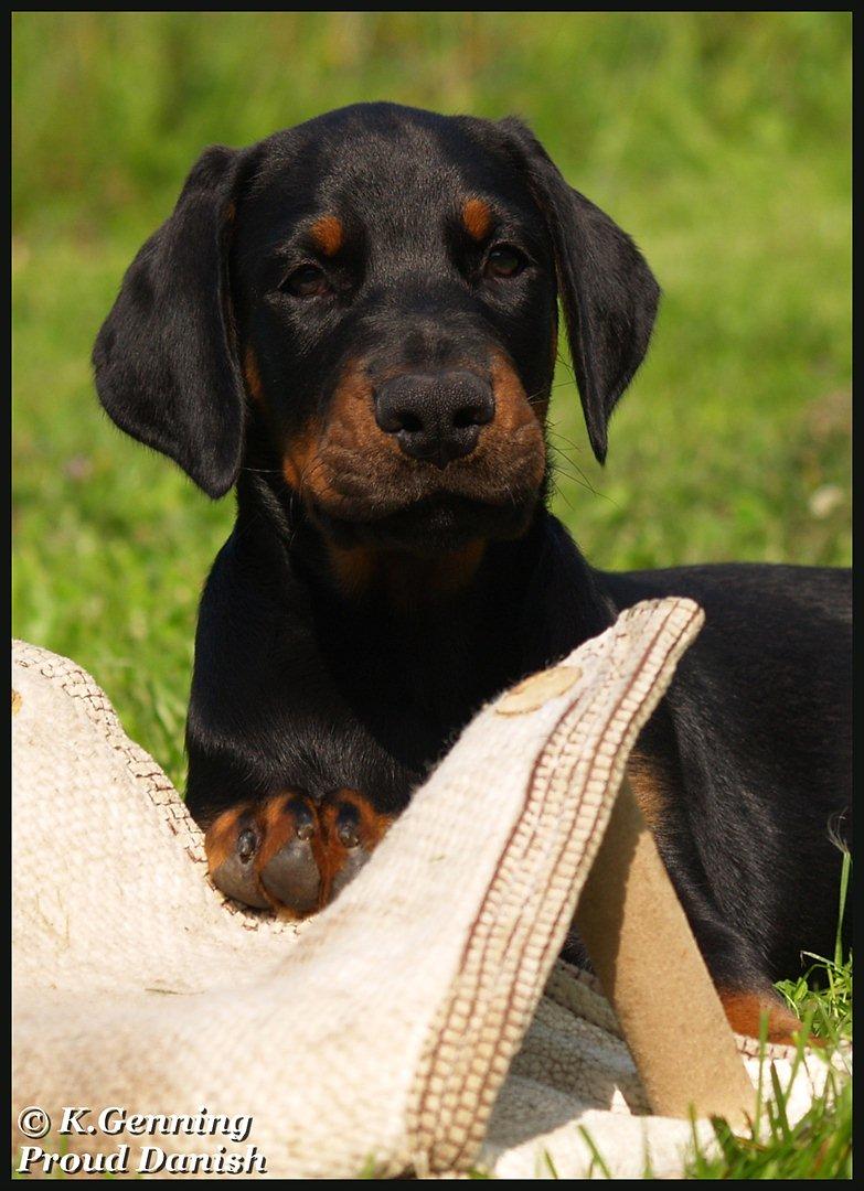 Dobermann Qui Terret Absinthe billede 8