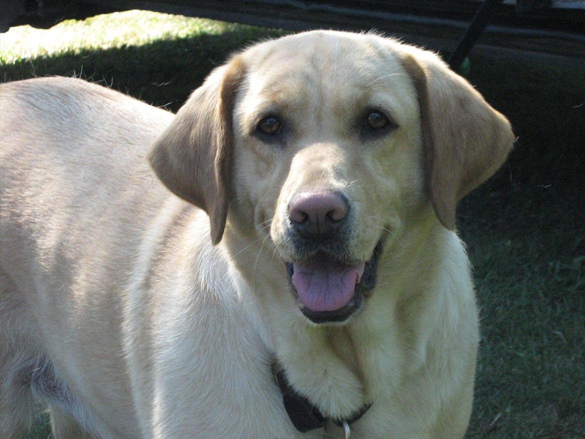 Labrador retriever Molly billede 10
