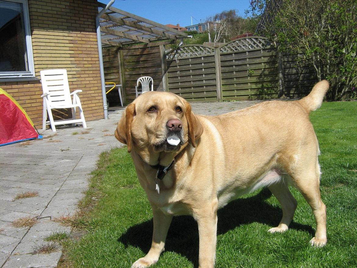 Labrador retriever Molly billede 11