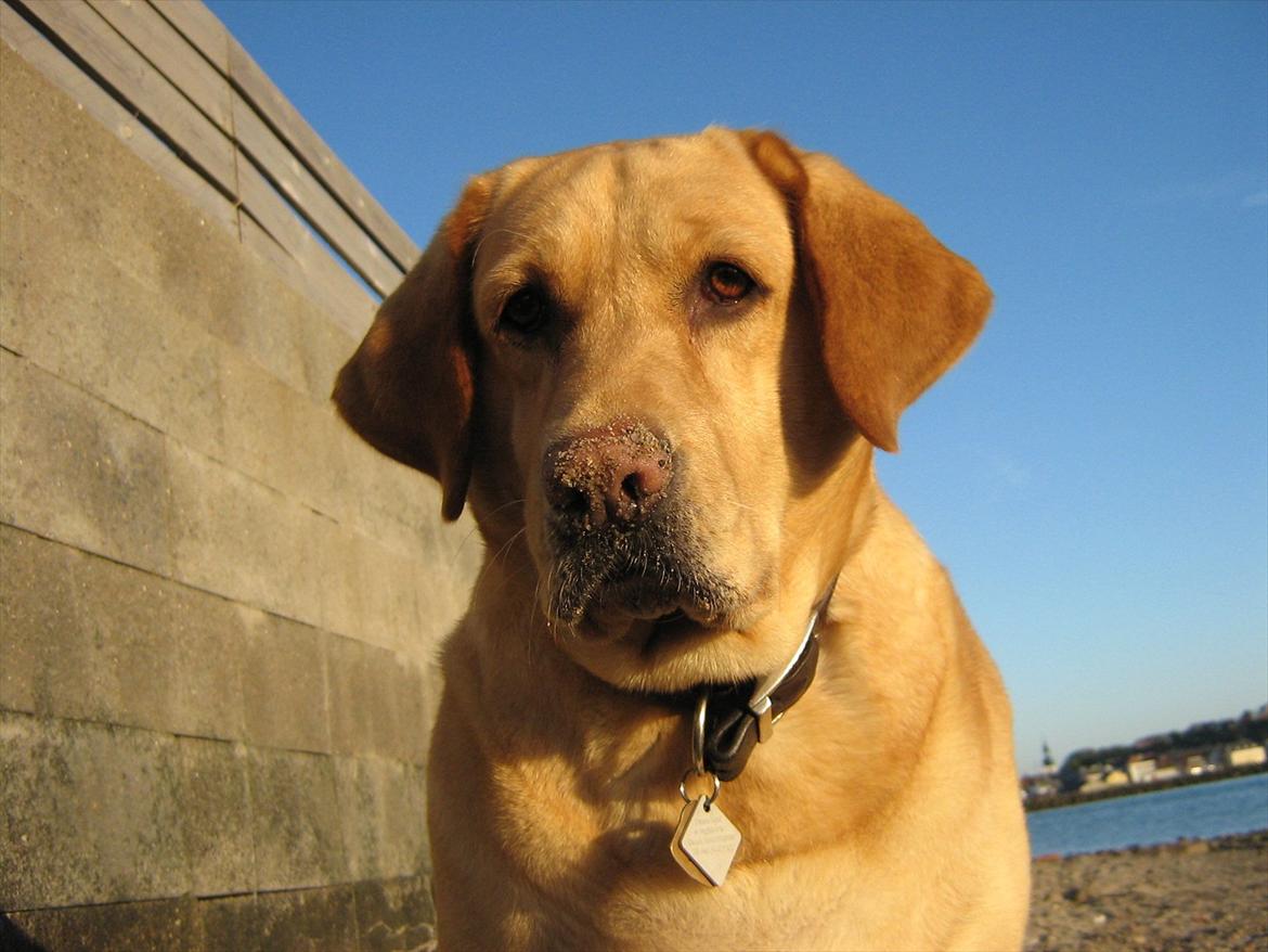 Labrador retriever Molly - Velkommen til Molly's profil :P billede 1