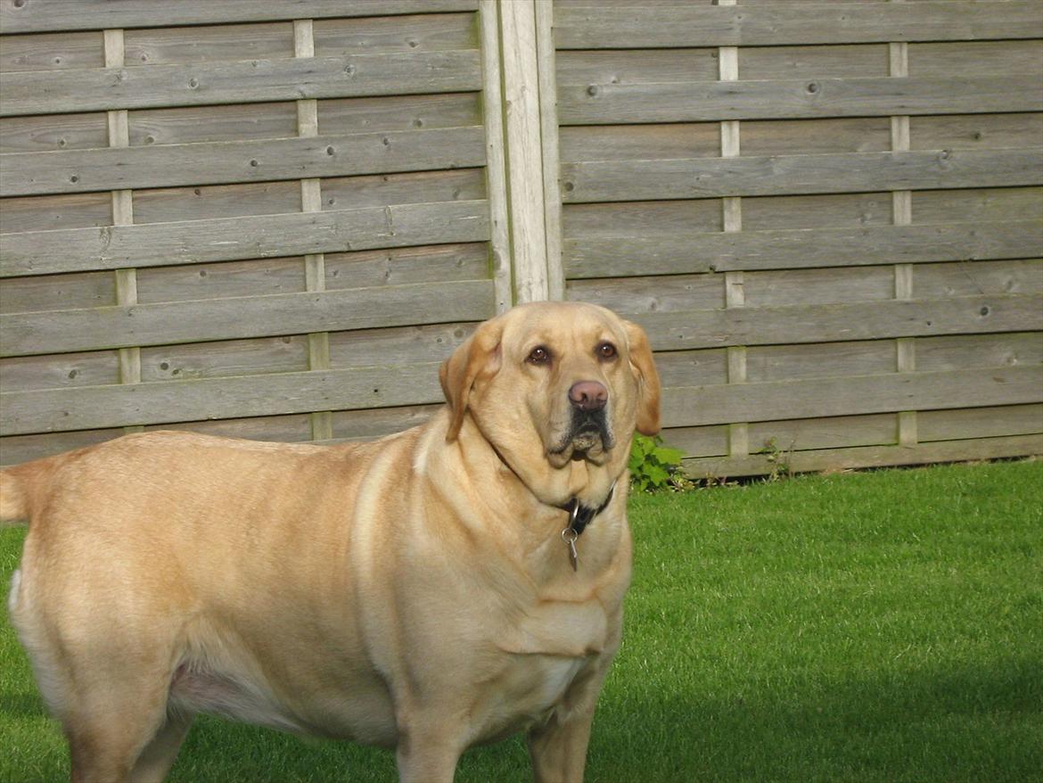 Labrador retriever Molly billede 12