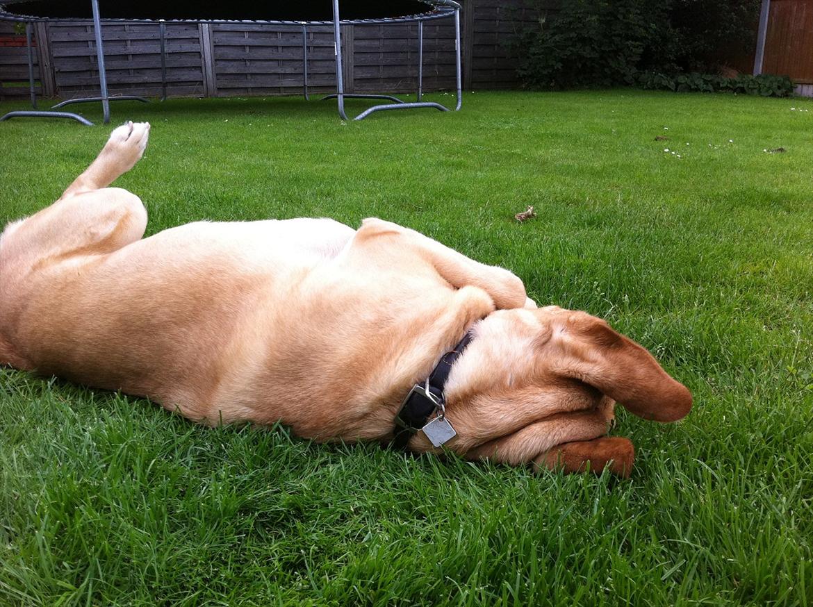 Labrador retriever Molly billede 2