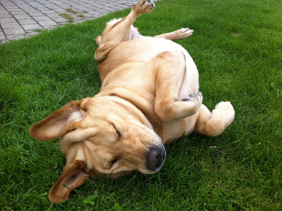 Labrador retriever Molly billede 3