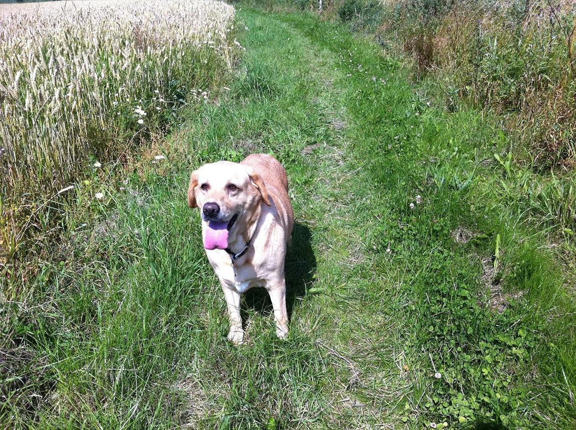 Labrador retriever Molly billede 17