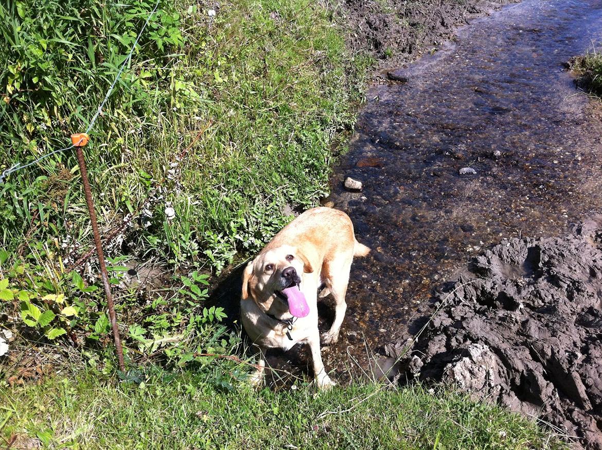Labrador retriever Molly billede 18
