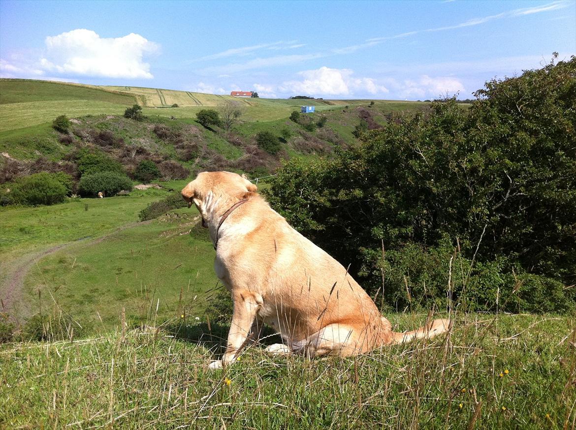 Labrador retriever Molly billede 20