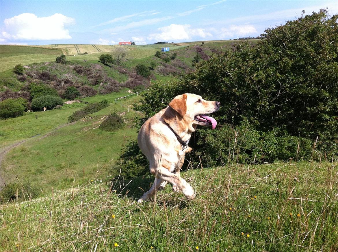 Labrador retriever Molly billede 19