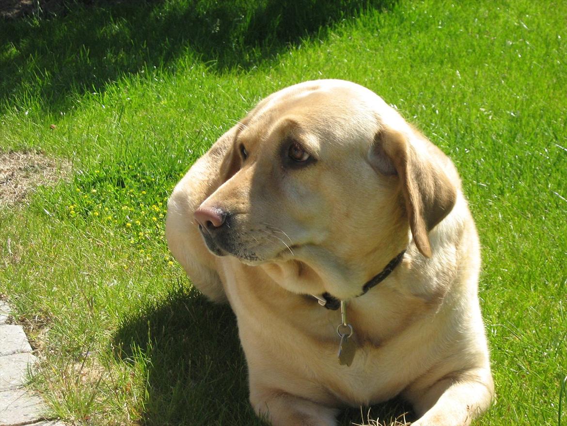 Labrador retriever Molly billede 13