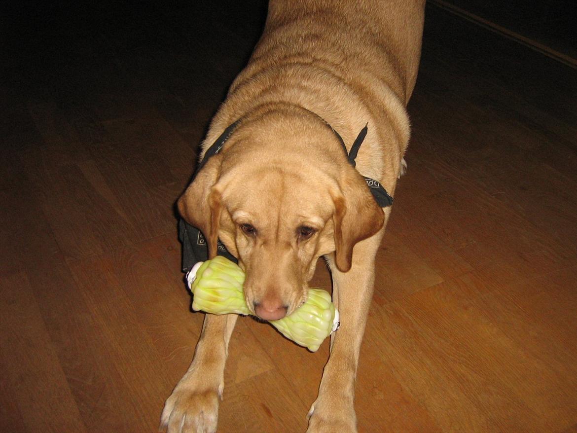 Labrador retriever Molly billede 14