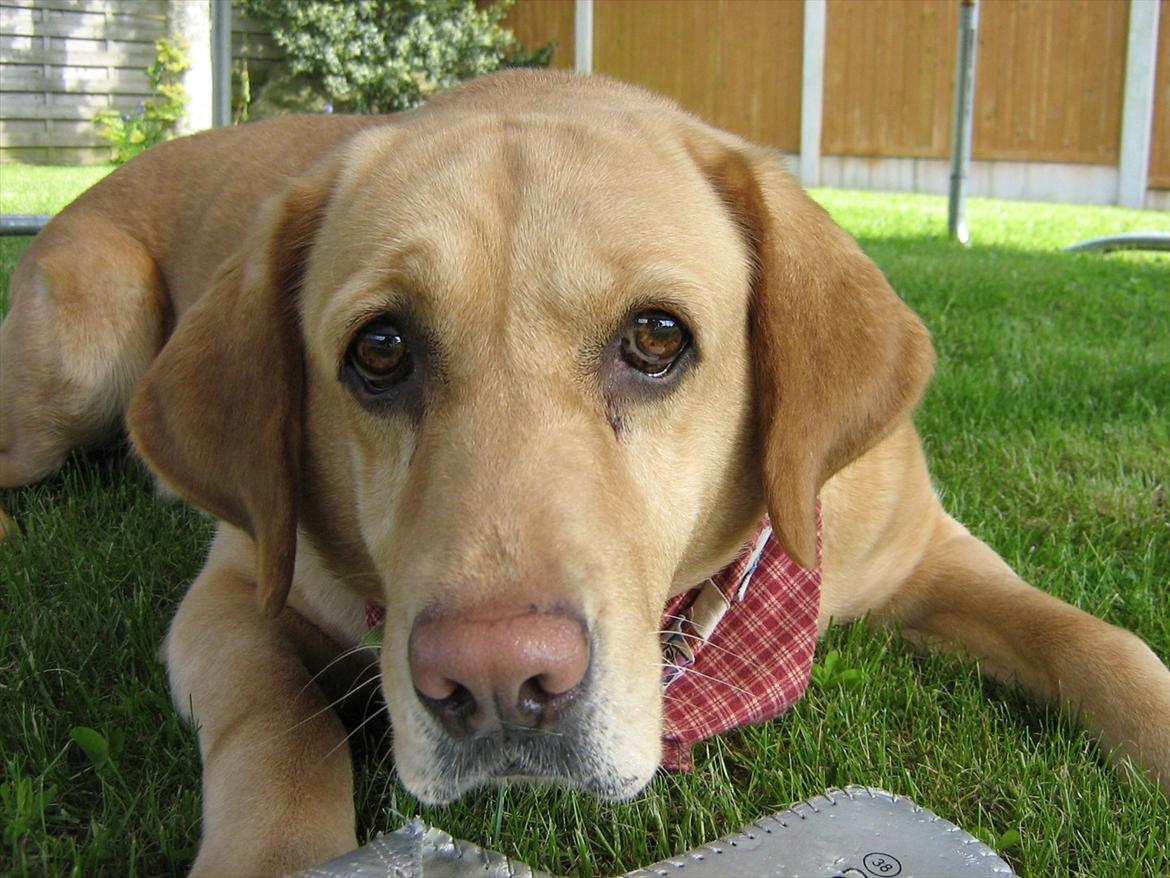 Labrador retriever Molly billede 15